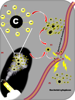Speculated modulus operandi of the nano Carbon (NC) in the turmeric smoke against bacterial cells.. From: The ethanopharmacological aspect of carbon nanodots in turmeric smoke. Sechul Chun, et al. Sci Rep. 2016;6:35586. Comparison of Antibacterial Efficacy of Turmeric Extract, Morinda Citrifolia and 3% Sodium Hypochlorite on Enterococcus faecalis: An In-vitro Study. Zone of inhibition with relation to turmeric hydroalcoholic extract. Bathula Vimala Chaitanya, et al. J Clin Diagn Res. 2016 Oct;10(10):ZC55-ZC57. Comparison of Antibacterial Efficacy of Turmeric Extract, Morinda Citrifolia and 3% Sodium Hypochlorite on Enterococcus faecalis: An In-vitro Study. Zone of inhibition with relation to turmeric hydroalcoholic extract. Bathula Vimala Chaitanya, et al. J Clin Diagn Res. 2016 Oct;10(10):ZC55-ZC57.