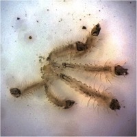 The larvicidal effects of black pepper (Piper nigrum L.) and piperine against insecticide resistant and susceptible strains of Anopheles malaria vector mosquitoes. Clustering of dead Anopheles quadriannulatus larvae 24 h after being fed a powdered black pepper treatment mixture