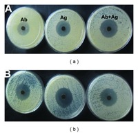 Piper nigrum Leaf and Stem Assisted Green Synthesis of Silver Nanoparticles and Evaluation of Its Antibacterial Activity Against Agricultural Plant Pathogens. Antibacterial activity of silver nanoparticles synthesized by using leaf and stem extract of Piper nigrum. Kanniah Paulkumar, et al. ScientificWorldJournal. 2014;2014:829894.