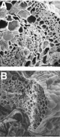 Germanium Does Not Substitute for Boron in Cross-Linking of Rhamnogalacturonan II in Pumpkin Cell Walls. Scanning electron micrographs of the broken petiole ends from the second leaf of B-deficient and Ge-treated (28 μm) pumpkin plants. A, Petiole from Ge-treated plant; B, petiole from B-deficient plant. Scale bar = 100 μm. Tadashi Ishii, et al. Plant Physiol. 2002 Dec;130(4):1967-1973