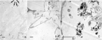 Penetration of nanoparticles into individual cells of the parenchyma. A) Phase contrast image showing the relative position of the cells carrying nanoparticles (squared) respect to the location of nanoparticle deposits in the pith cavity (arrows). B) TEM image of a region equivalent to the one squared in (A). Nanoparticles are electron dense, and appear surrounded by organelles. C) High magnification of the region squared in (B). Nanoparticles are aggregated. The cellular structures close to them show bright white inclusions. Bar in A = 20 μm; B and C = 2 μm.