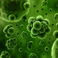 Chlorella - Chlorella Vulgaris