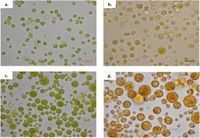 Morphology of Chlorella spp. under light microscope.. From: A comparison of the morphological and biochemical characteristics of Chlorella sorokiniana and Chlorella zofingiensis cultured under photoautotrophic and mixotrophic conditions. (A) Chlorella sorokiniana in photoautotrophic condition, (B) Chlorella sorokiniana in mixotrophic condition, (C) Chlorella zofingiensis in photoautotrophic condition and (D) Chlorella zofingiensis in mixotrophic condition. Scale bar 10 µm. Siti Nor Ani Azaman, et al. PeerJ. 2017;5:e3473
