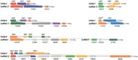 Conserved gene clusters between the Helicosporidium and Chlorella genomes.. From: A Lack of Parasitic Reduction in the Obligate Parasitic Green Alga Helicosporidium . Only syntenic clusters from the ten largest Helicosporidium contigs are shown. Genes from Helicosporidium are shown on top; Chlorella genes are shown below. Locus_tag prefixes (Helicosporidium, H632_; Chlorella, CHLNDRAFT_) were omitted for clarity (see Data S2 for PFAM product names). The corresponding contigs (Helicosporidium) or scaffolds (Chlorella) are indicated on the left; in the Chlorella scaffolds, adjacent genes are not always labelled incrementally. Genes that are absent from the other genome are colored in light gray. Genes that have been relocated are shown in dark gray. Partial genes are indicated by double daggers (‡). In Helicosporidium the c9p0 gene, indicated by an asterisk, is predicted as a single entity encompassing the Chlorella 32522 and 36846 genes. Jean-François Pombert, et al. PLoS Genet. 2014 May;10(5):e1004355