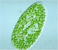 The Chlorella Genome: Big Surprises from a Small Package. Chlorella endosymbionts inside the single-celled protozoan Paramecium bursaria. Nancy A. Eckardt. Plant Cell. 2010 Sep;22(9):2924-2924.