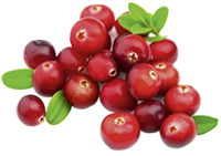 Lingonberry - Vaccinium vitis-idaea.