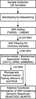 Genetic variation associated with healthy traits and environmental conditions in Vaccinium vitis-idaea. Workflow followed in this study from sample collection to functional annotation of putative SNPs for Vaccinium vitis-idaea subsp. minus Zobayer Alam, et al. BMC Genomics. 2018;19:4.