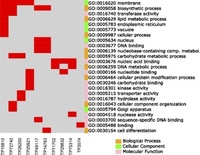 Genetic variation associated with healthy traits and environmental conditions in Vaccinium vitis-idaea. Distribution of gene ontology annotations for Vaccinium vitis-idaea subsp. minus genomic sequences obtained by BLAST2GO. Red bars indicate that a particular SNP-containing gene is annotated with the given GO term. The color bars to the left of the GO term identifiers indicate the category to which that particular GO term belongs Zobayer Alam, et al. BMC Genomics. 2018;19:4.