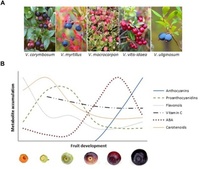 On the Developmental and Environmental Regulation of Secondary Metabolism in Vaccinium spp. Berries. (A) Vaccinium berries: highbush blueberry (V. corymbosum), bilberry (V. myrtillus), cranberry (V. macrocarpon), lingonberry (V. vitis-idaea), and bog bilberry (V. uliginosum). (B) Schematic representation of the accumulation of key metabolites during bilberry fruit development and ripening. The highest mean values of different compounds are 3960 μg g-1 FW for anthocyanins, 216 μg g-1 FW for proanthocyanidins, 130 μg g-1 FW for flavonols, 82.5 μg g-1 FW for vitamin C, 6.2 μg g-1 FW for ABA and 81.8 μg g-1 DW (14.4 μg g-1 FW) for carotenoids, according to , , and , ). Katja Karppinen, et al. Front Plant Sci. 2016;7:655.