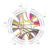 A physical map of Brassica oleracea shows complexity of chromosomal changes following recursive paleopolyploidizations.