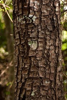 A Negative Finding from a Single Center Study Led to Re-Design of a Large-Scale Clinical Trial of Phytotherapy for Benign Prostatic Hyperplasia: the CAMUS study. From Pygeum bark.