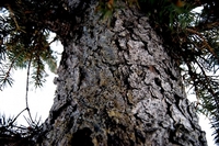 Pygeum africanum