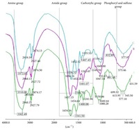 Biosorption of Microelements by Spirulina: Towards Technology of Mineral Feed Supplements. Normalized FTIR absorption spectrum of selected functional groups exposed on cell wall surface of microalgae biomass. A (green line) pristine Spirulina sp., B (pink line) pristine Spirulina maxima and C (blue line) Cu(II)-enriched Spirulina maxima. Agnieszka Dmytryk, et al. ScientificWorldJournal. 2014;2014:356328.