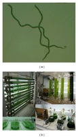 Spirulina is produced from pure cultures of the photosynthetic prokaryotic cyanobacteria Arthrospira. For many years research centers throughout the world have studied its application in various scientific fields, especially in foods and medicine. The biomass produced from Spirulina cultivation contains a variety of biocompounds, including biopeptides, biopolymers, carbohydrates, essential fatty acids, minerals, oligoelements, and sterols. Some of these compounds are bioactive and have anti-inflammatory, antibacterial, antioxidant, and antifungal properties. These compounds can be used in tissue engineering, the interdisciplinary field that combines techniques from cell science, engineering, and materials science and which has grown in importance over the past few decades.
