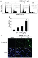 Surface decoration by Spirulina polysaccharide enhances the cellular uptake and anticancer efficacy of selenium nanoparticles