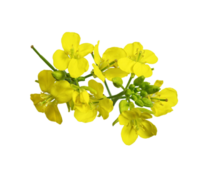Ubiquinol