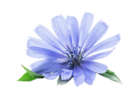 Chicory (Cichorium intybus L.