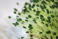 Therapeutic Perspectives on Chia Seed and Its Oil: A Review John Parker, Amanda N. Schellenberger, Amy L. Roe, Hellen Oketch-Rabah, Angela I. Calderón