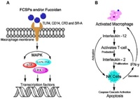 Proposed mechanism for fucoidan bioactivity (A) Macrophage activation by fucoidans as mediated through specific membrane receptor activation namely TLR-4, CD14, CR-3 and SR which induces intracellular signaling via mitogen-activation protein kinases (MAPKs); (B) Activation of macrophages leads to the production of cytokines such as IL-12, IL-2 and IFN-γ which enhance NK cell activation that may stimulate T-cell activation