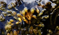 SeaWeed-Fucus vesiculosus