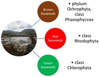 Seaweeds are divided into three main groupings based largely on their pigmentation. The groupings are brown seaweeds, the red seaweeds and the green seaweeds.