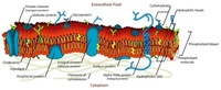 Phosphatidylcholine (PC) plays an integral role in the structure and biology of cell membranes.