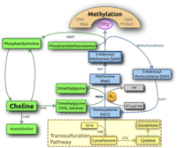 Choline metabolism. Choline and its metabolites serve three roles purposes: structural integrity and signaling roles for cell membranes, cholinergic neurotransmission (acetylcholine synthesis), and a source for methyl groups via its metabolite, trimethylglycine (betaine), which participates in the biosynthesis of S-adenosylmethionine (SAM)