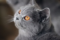Rowena Daymon*PL (BSH a)