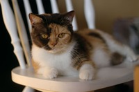 Nefertiti Air Force Cat*CZ (BSH h 03)