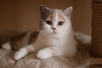 Azalka Feline Christi*CZ (BSH j 02 62)