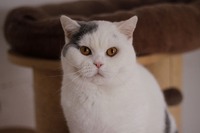 Jimmi Air Force Cat*CZ (BSH a 02 62)
