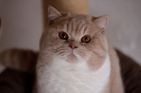 Nobi Air Force Cat*CZ (BSH e 03)