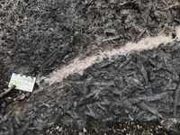 Field observations and petrographic constraints.