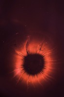 microorganismo