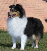 Cor: Tricolor