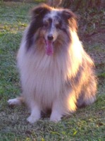 cor: Azul merle