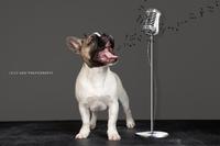 Bruce van Vriesobulls, onze Elvis woont in Herten