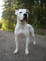 Elli