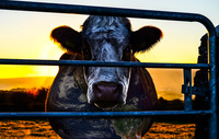 imaxe de www. cowspiracy.com