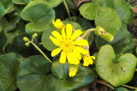 今年もつわぶきの花が咲きました 雪田きよみのつわぶきブログ 今年もつわぶきの花が咲きました 雪田きよみのつわぶきブログ