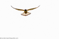 Rötelfalke (Falco naumanni)