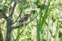Wendehals (Jynx torquilla)