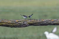 Bachstelze, White wagtail (Motacilla alba)