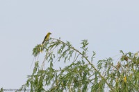 Pirol, Eurasian golden oriole (Oriolus oriolus)