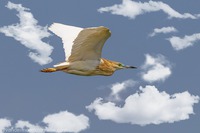 Rallenreiher, Squacco Heron (Ardeola ralloides)