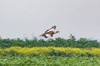 Großtrappe, Great bustard (Otis tarda)
