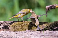 Grünfink W., European greenfinch (Chloris chloris)