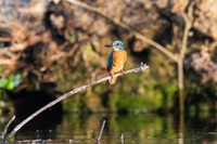 Eisvogel, M. Kingfischer (Alcedo atthis)