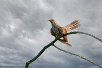 Kuckuck common cuckoo (Cuculus canorus)