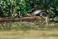 Europäische Sumpfschildkröte European pond turtle (Emys orbicularis)